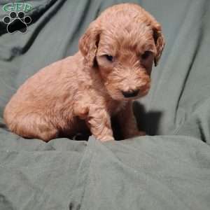Azriel, Goldendoodle Puppy