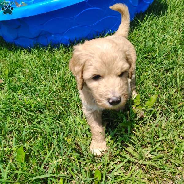 Cassian, Goldendoodle Puppy