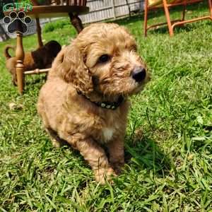 Azriel, Goldendoodle Puppy