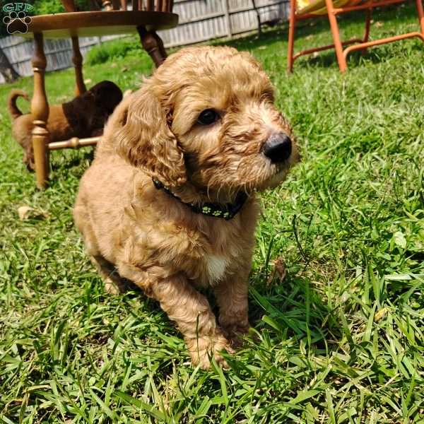 Azriel, Goldendoodle Puppy