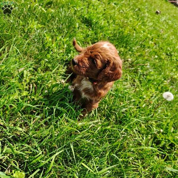 Georgie, Goldendoodle Puppy