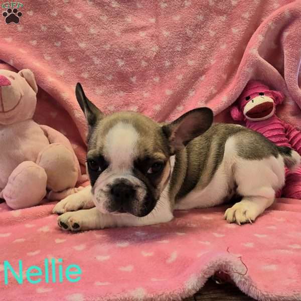 Nellie, French Bulldog Puppy
