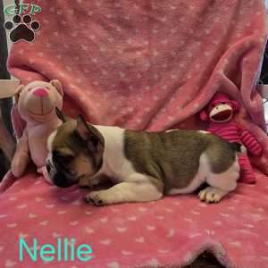Nellie, French Bulldog Puppy