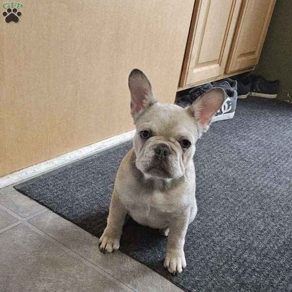 Dolly, French Bulldog Puppy
