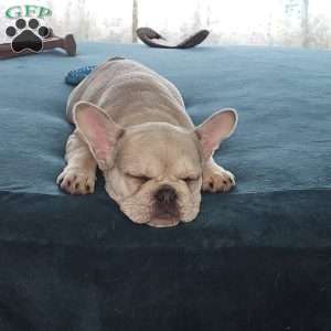 Dolly, French Bulldog Puppy