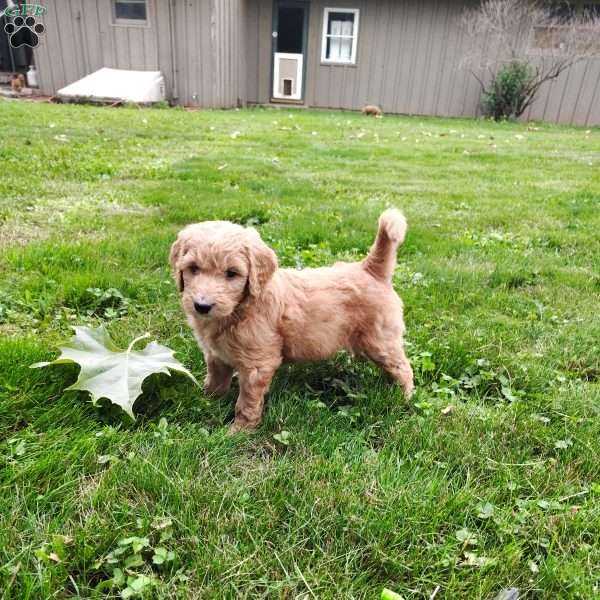 Hollis, Goldendoodle Puppy