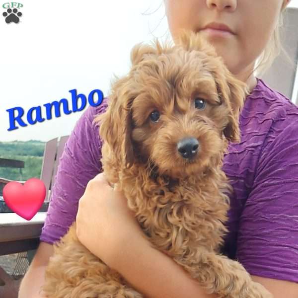 Rambo, Cavapoo Puppy
