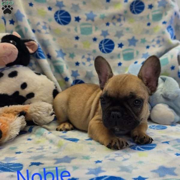 Noble, French Bulldog Puppy