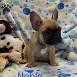 Noble, French Bulldog Puppy