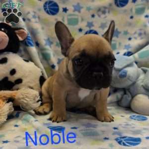 Noble, French Bulldog Puppy