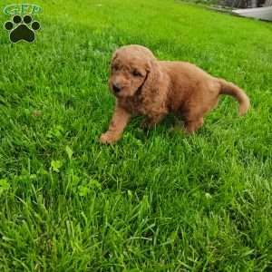 Roman, Goldendoodle Puppy