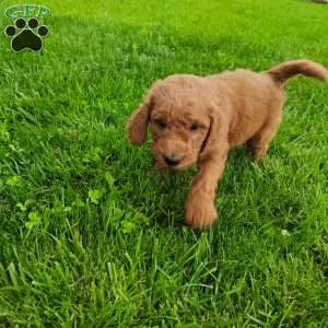 Roman, Goldendoodle Puppy