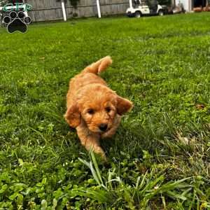 Nesta, Goldendoodle Puppy