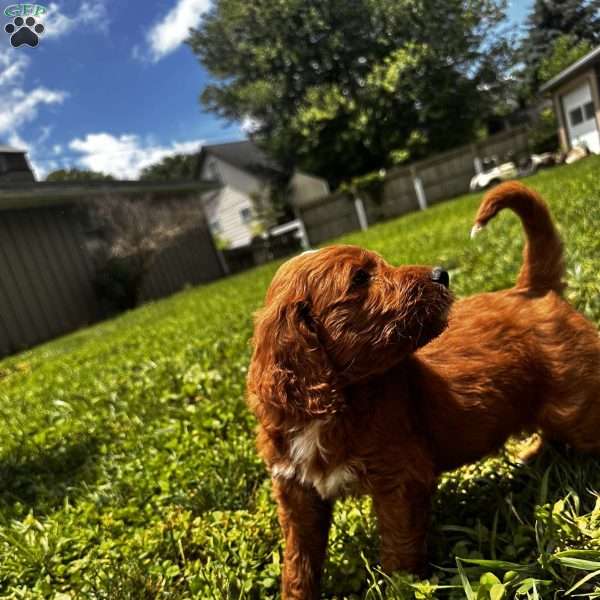 Georgie, Goldendoodle Puppy