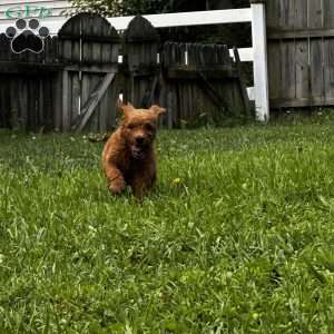 Roman, Goldendoodle Puppy
