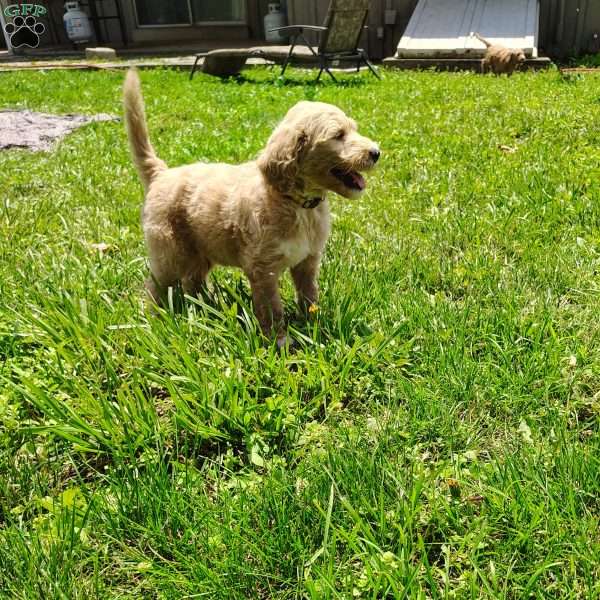 Cassian, Goldendoodle Puppy