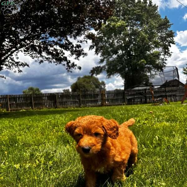 Azriel, Goldendoodle Puppy