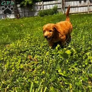 Azriel, Goldendoodle Puppy