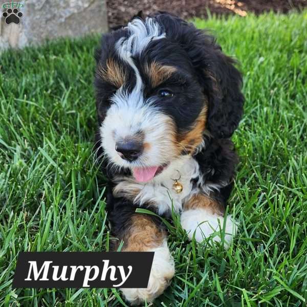 Murphy, Mini Bernedoodle Puppy
