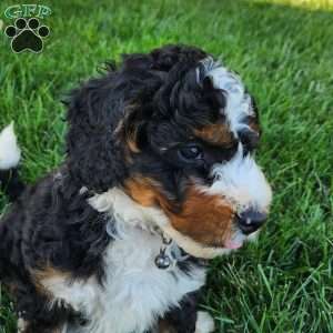 Marshall, Mini Bernedoodle Puppy