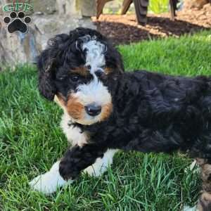 Marshall, Mini Bernedoodle Puppy