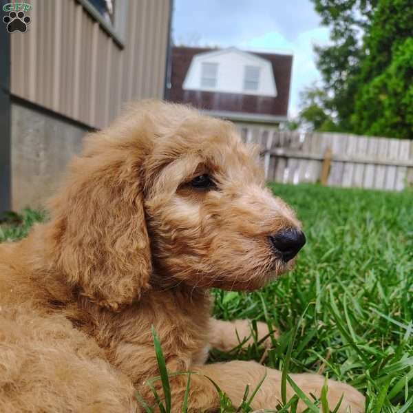 Nesta, Goldendoodle Puppy