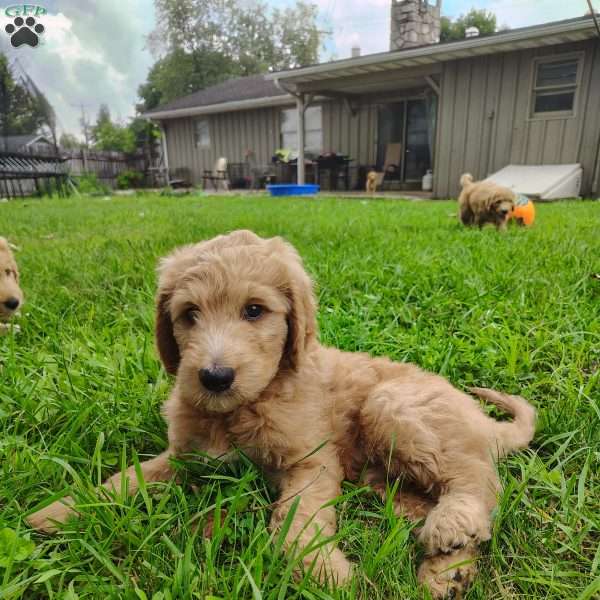 Hollis, Goldendoodle Puppy