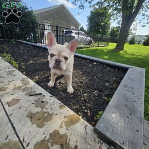 Dolly, French Bulldog Puppy