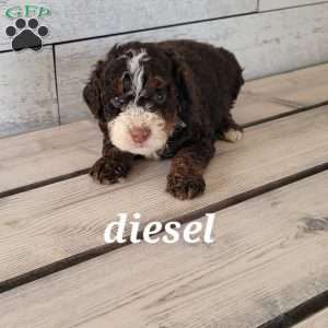 Diesel, Mini Bernedoodle Puppy