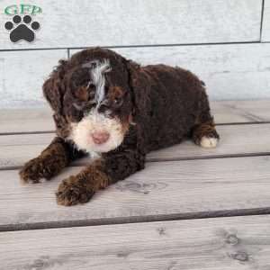 Diesel, Mini Bernedoodle Puppy