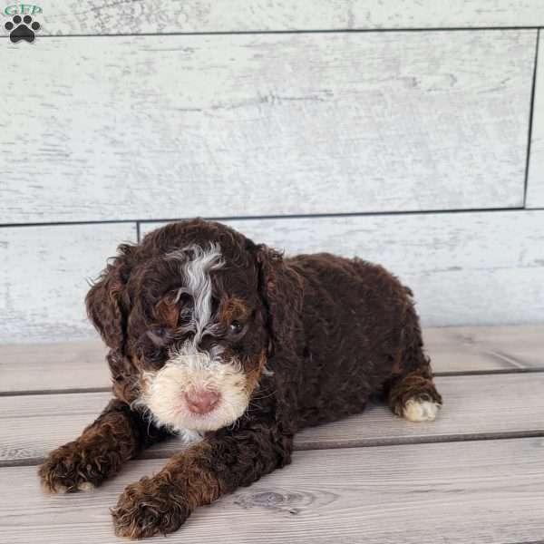 Diesel, Mini Bernedoodle Puppy