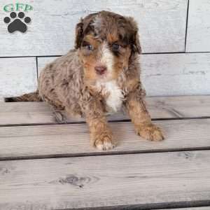 Bentley, Mini Bernedoodle Puppy