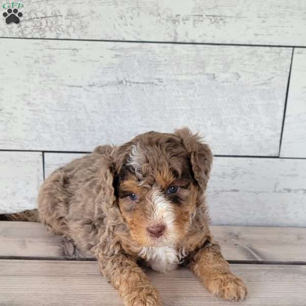 Bentley, Mini Bernedoodle Puppy