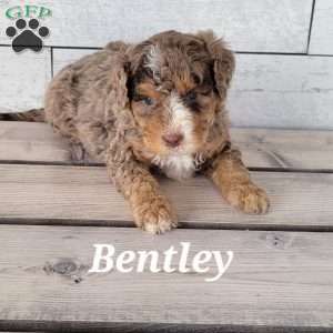 Bentley, Mini Bernedoodle Puppy