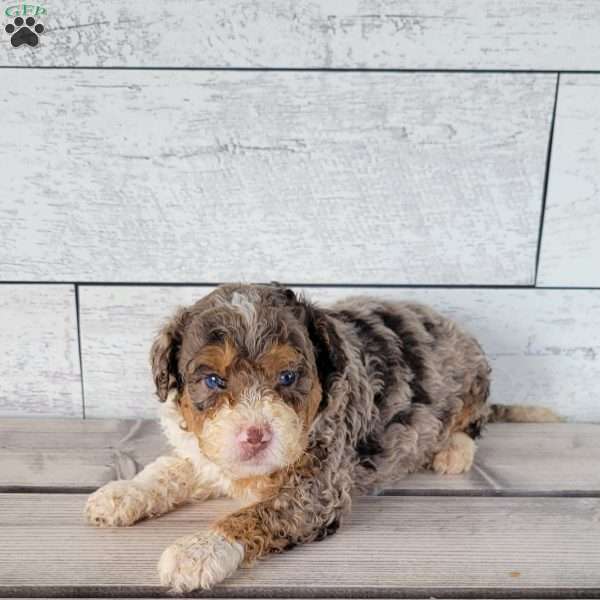 Mack, Mini Bernedoodle Puppy