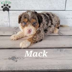 Mack, Mini Bernedoodle Puppy