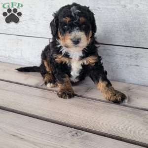 Hope, Mini Bernedoodle Puppy