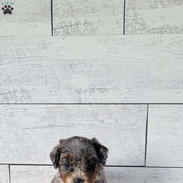 Ginger, Mini Bernedoodle Puppy