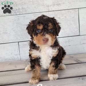 Coco, Mini Bernedoodle Puppy