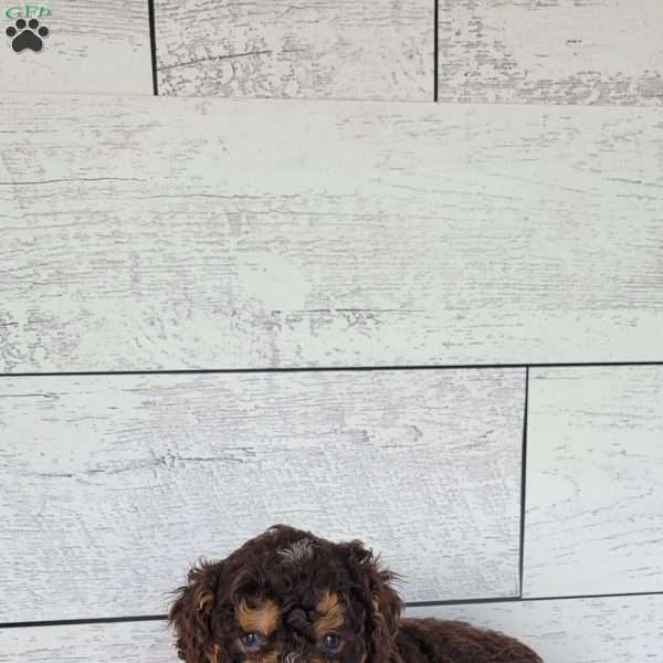 Coco, Mini Bernedoodle Puppy