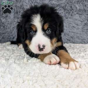 Boomer, Bernese Mountain Dog Puppy