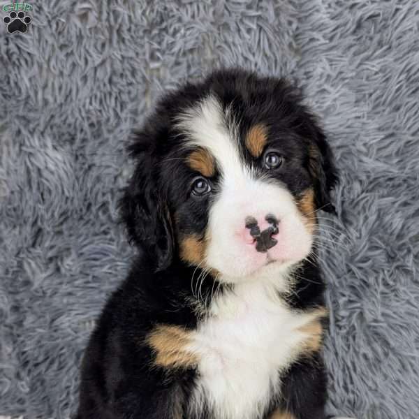 Boomer, Bernese Mountain Dog Puppy