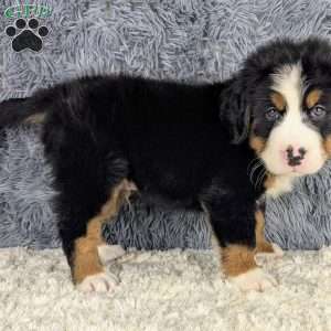 Boomer, Bernese Mountain Dog Puppy