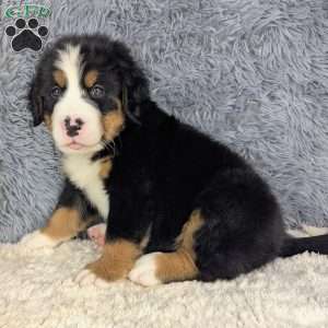 Boomer, Bernese Mountain Dog Puppy