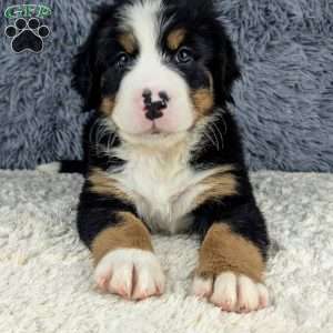Boomer, Bernese Mountain Dog Puppy