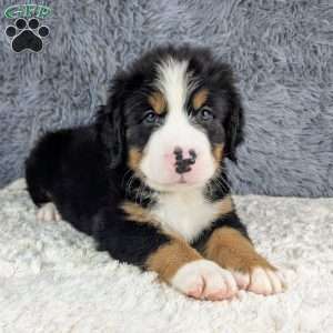 Boomer, Bernese Mountain Dog Puppy