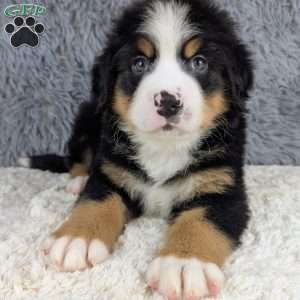 Bear, Bernese Mountain Dog Puppy