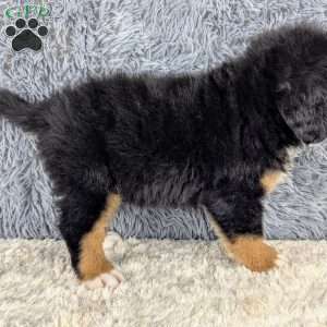 Bear, Bernese Mountain Dog Puppy
