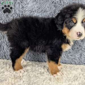 Bear, Bernese Mountain Dog Puppy