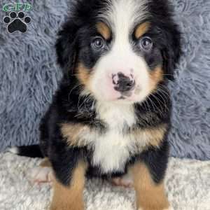 Bear, Bernese Mountain Dog Puppy